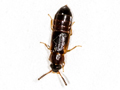 Dropephylla ioptera